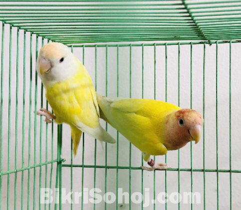 Lovebirds